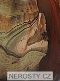 zkamenělé dřevo